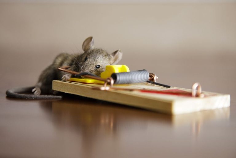 Rodent Control