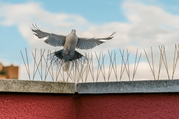 bird control North Lakes Brisbane pest control