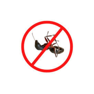 Ant & Insect Management